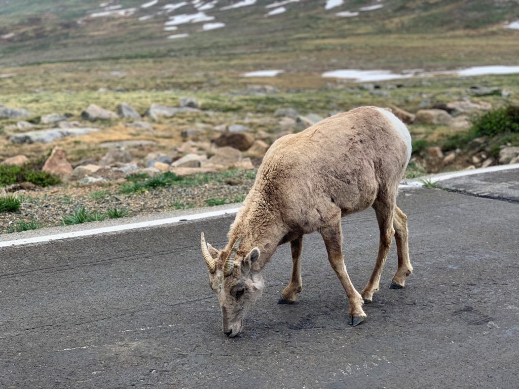 Bighorn sheep at Mt. Evans, CO