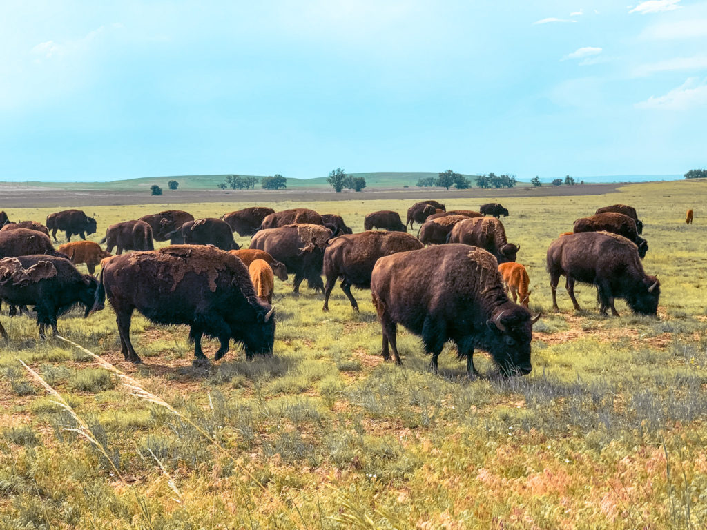 Bison at Rocky Mountain Arsenal Wildlife Refuge