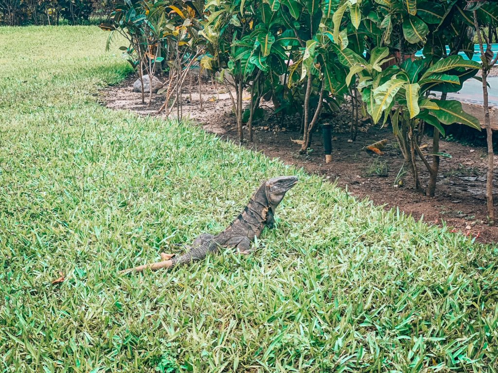 Iguana at Excellence Riviera Cancun