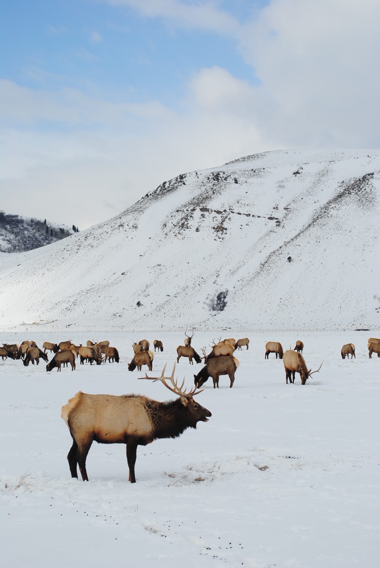 National Elk Refuge in Jackson Hole - Married with Wanderlust