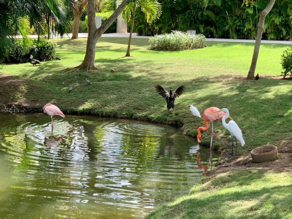 Flamingos at Excellence El Carmen