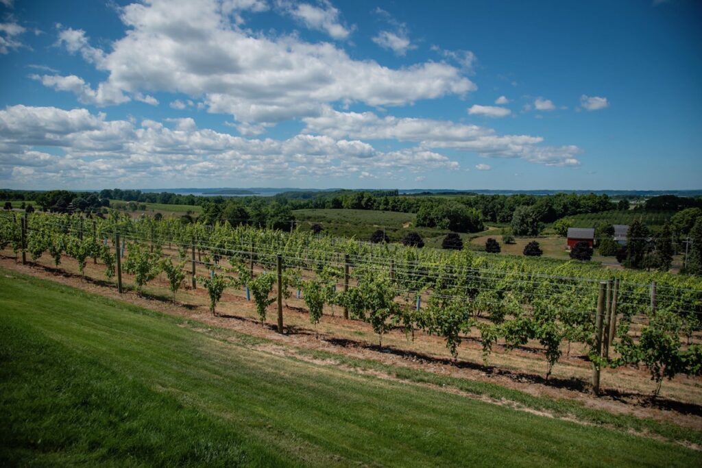Vineyard in Traverse City, Michigan