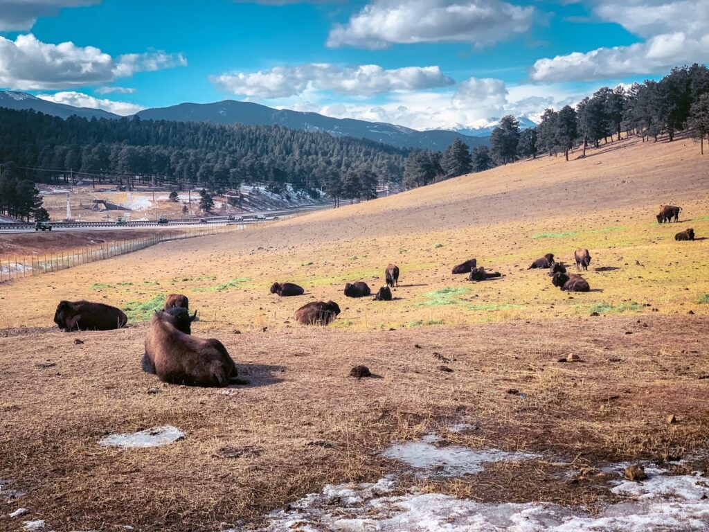 Buffalo Herd Overlook, Denver
