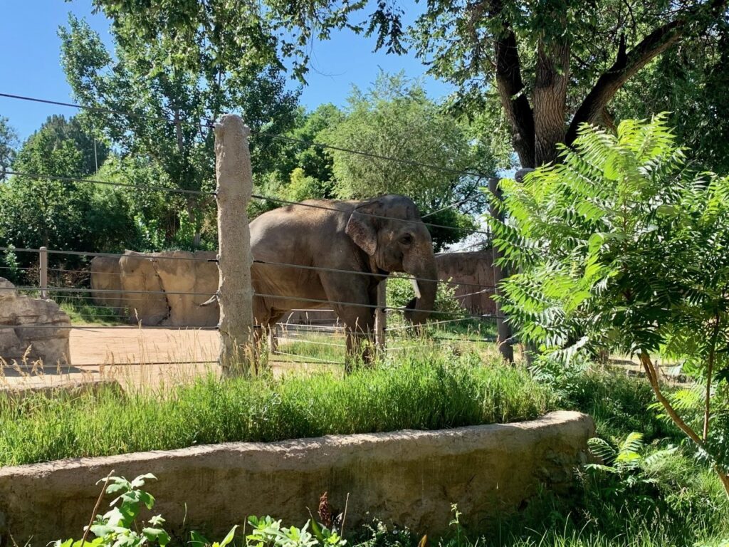 Denver Zoo Elephant Passage