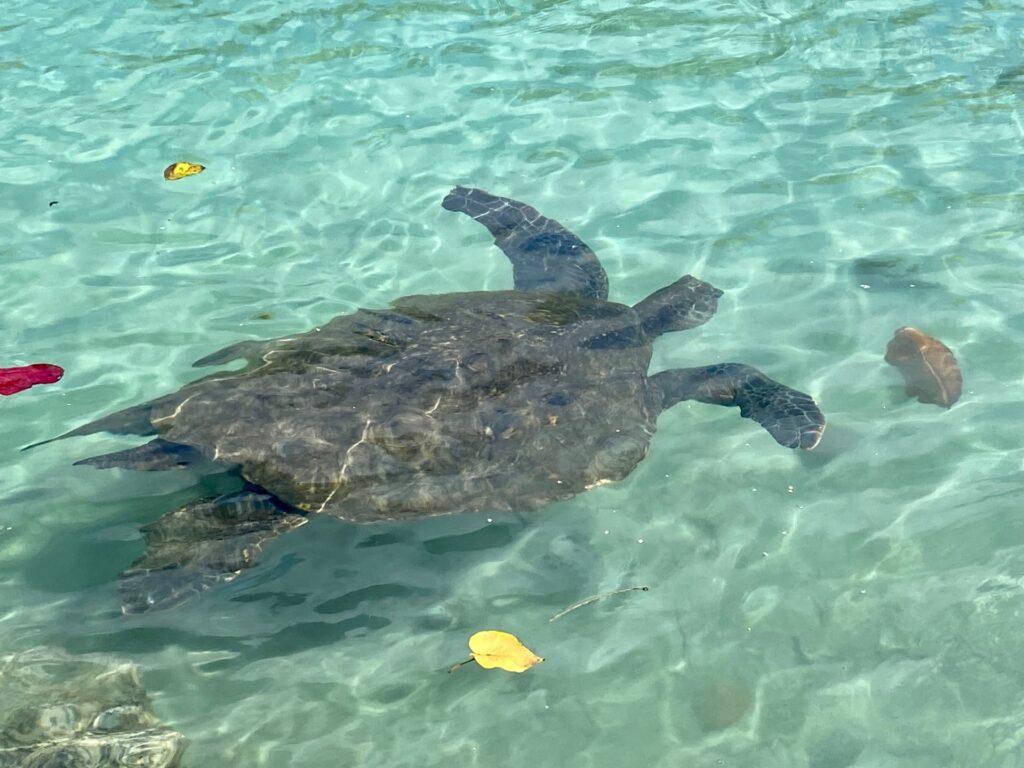 Turtle at Carlsmith Beach, Hilo, Hawaii