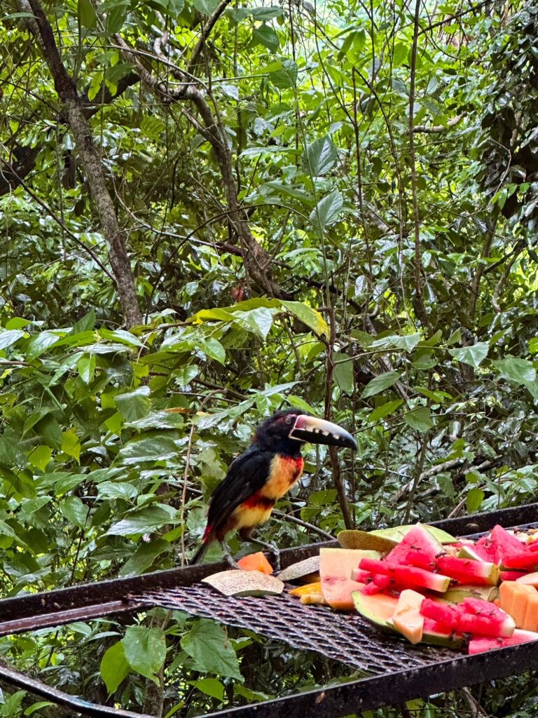 Collared Aracari Toucan at Sweet Songs Lodge, Belize
