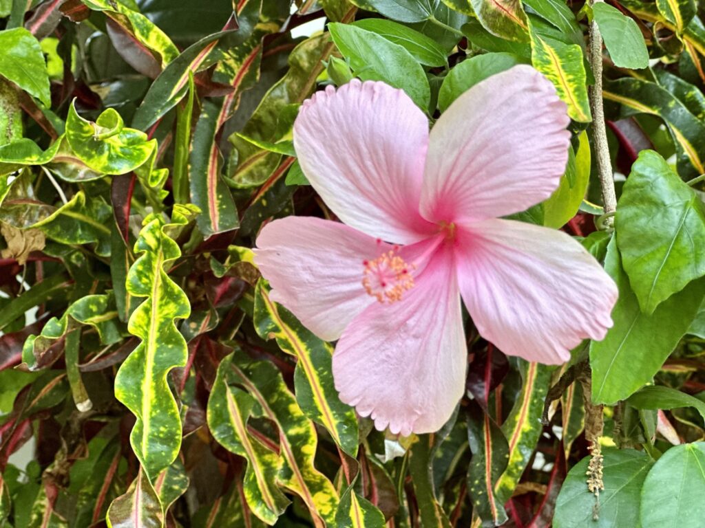 Pink hibiscus flower at Weezie's Oceanfront Hotel, Caye Caulker