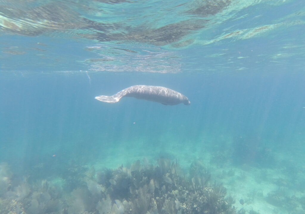 belize salt life tours