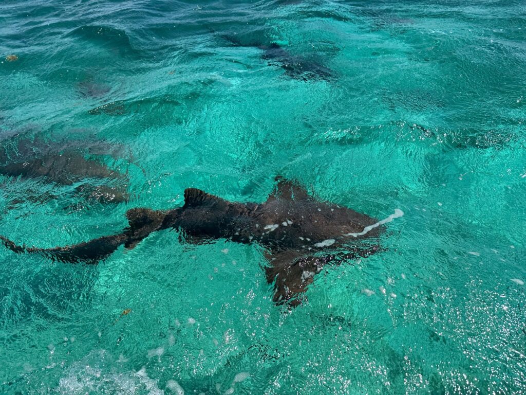 Living that Salt Water life this week here in Belize with @hukgear