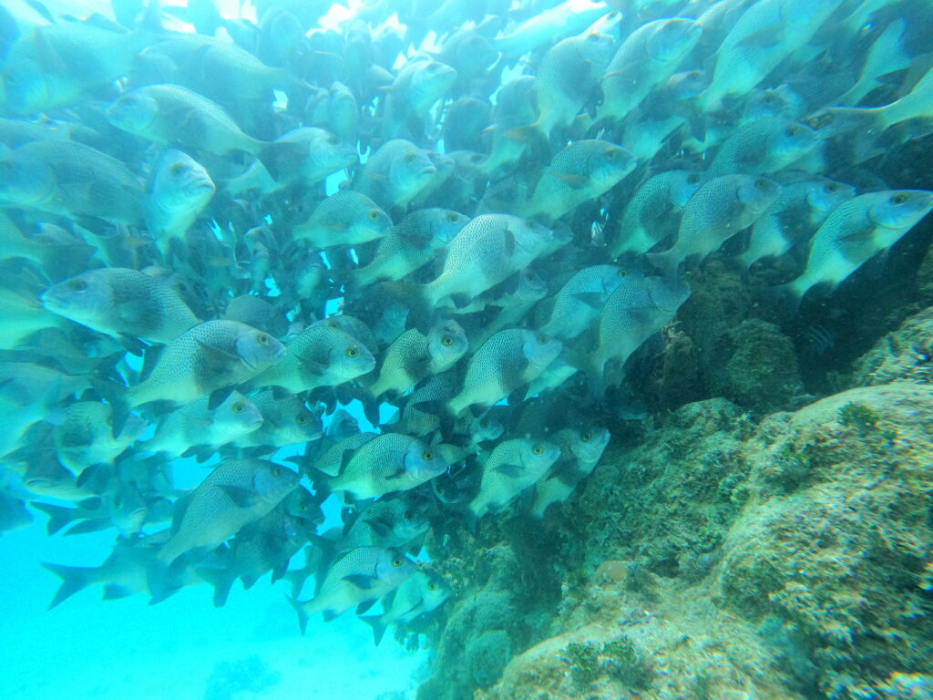 School of fish in Belize