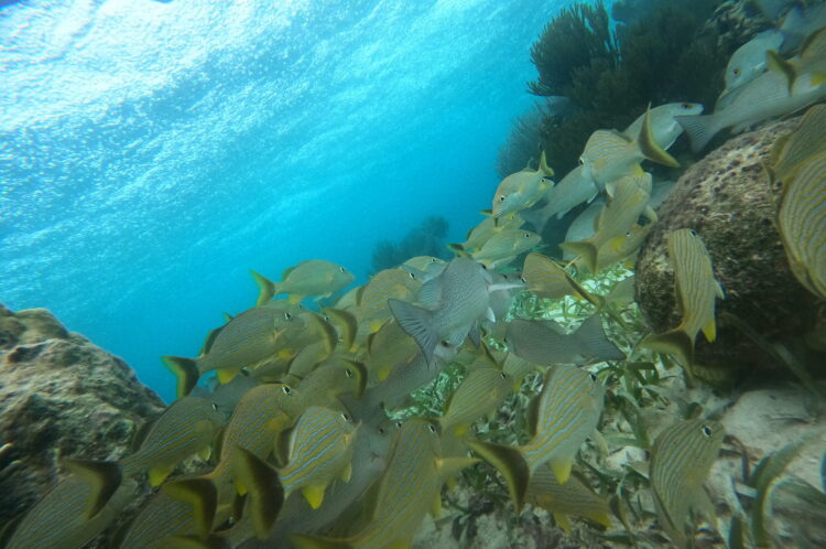 Snorkeling in Belize with a school of fish