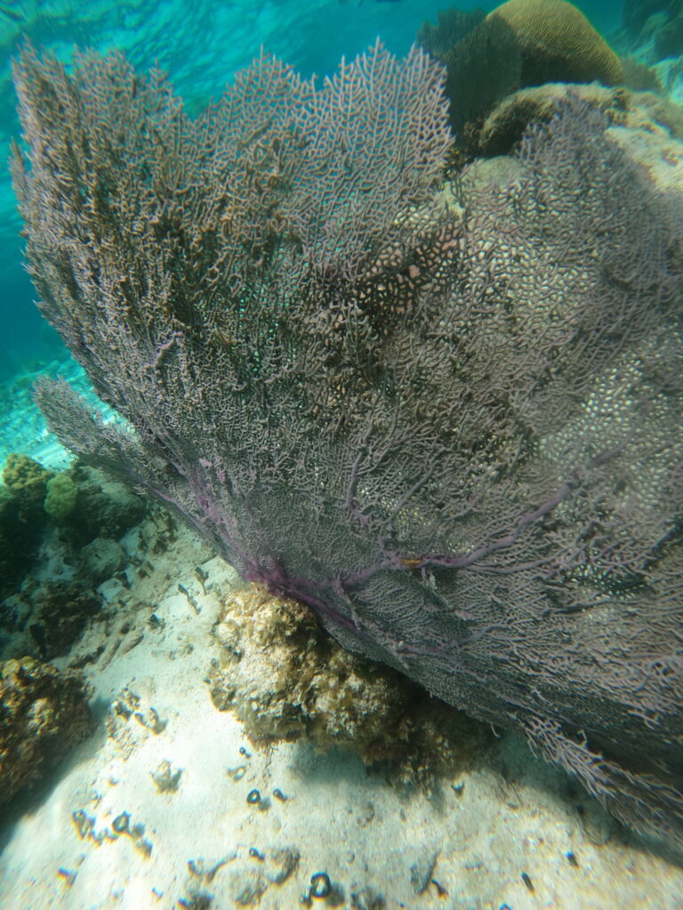 Purple sea fan coral in Belize