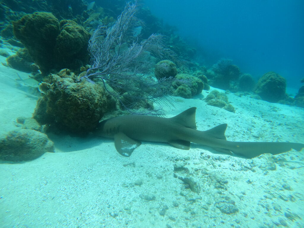 Sleeping nurse shark in Belize's Hol Chan Marine Reserve
