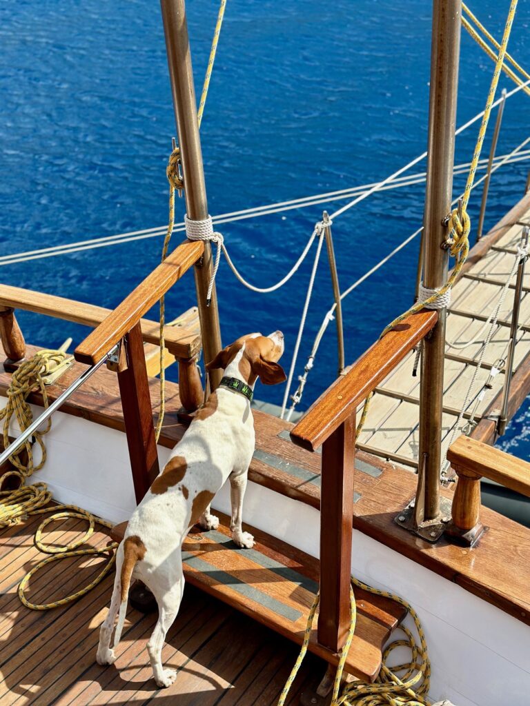 Lucky the Aegeotissa yachts boat dog