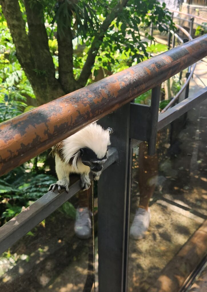Tamarin free roaming at Taipei Zoo